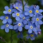 forgetmenot