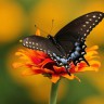 Fekete pillango