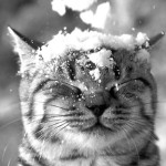 wintercat2